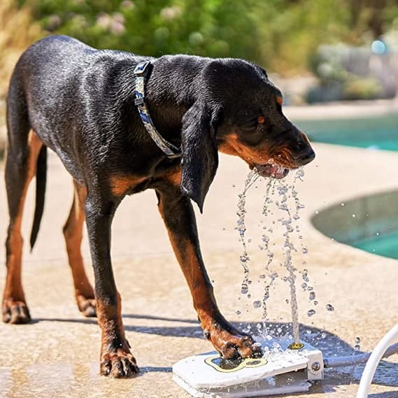 Dog drinking fountain outdoor best sale